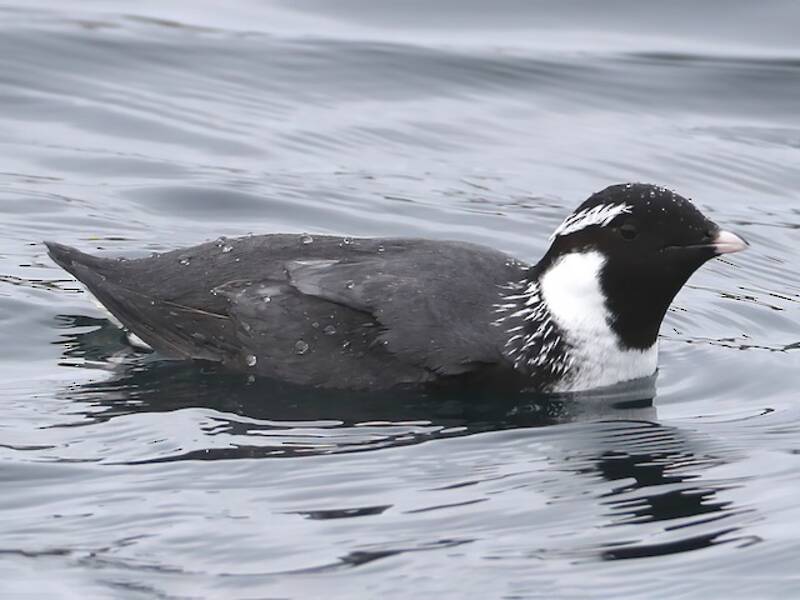 Ancient Murrelet (Synthliboramphus antiquus)