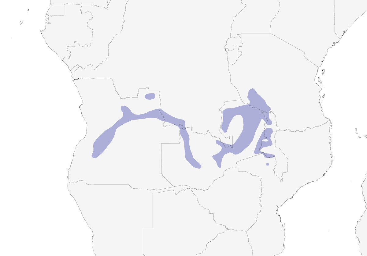 Suimanga de Anchieta, Distribución 1