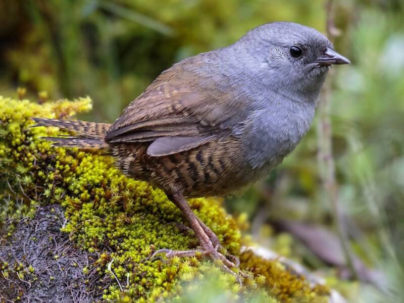Ancash Tapaculo, Photos 3