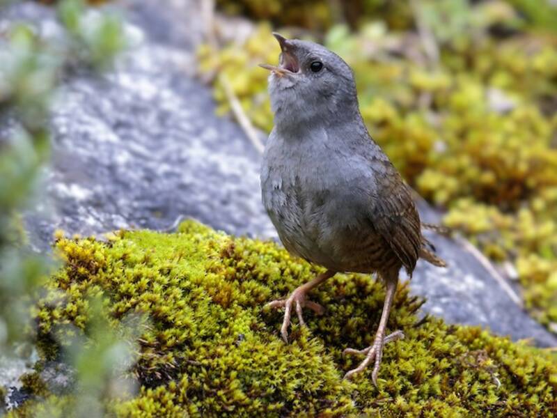 Ancash Tapaculo