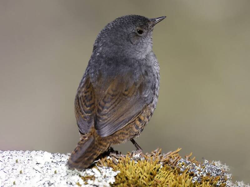 Ancash Tapaculo, Photos 2