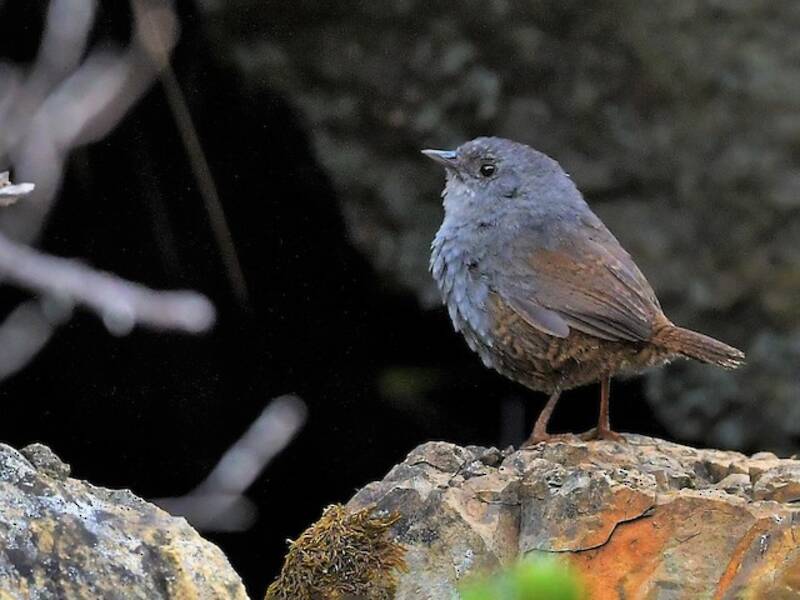 Ancash Tapaculo, Photos 4