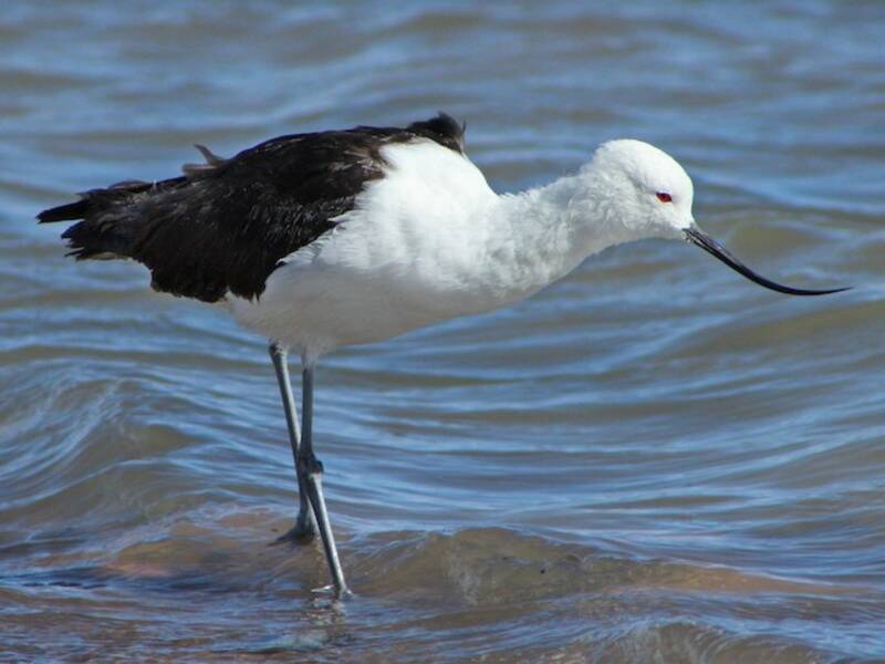Avocetta andina, Foto 3