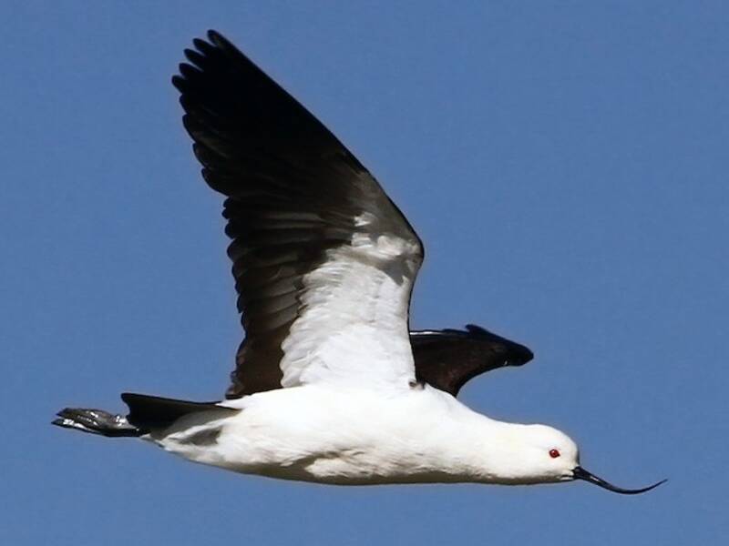 Avocetta andina, Foto 2