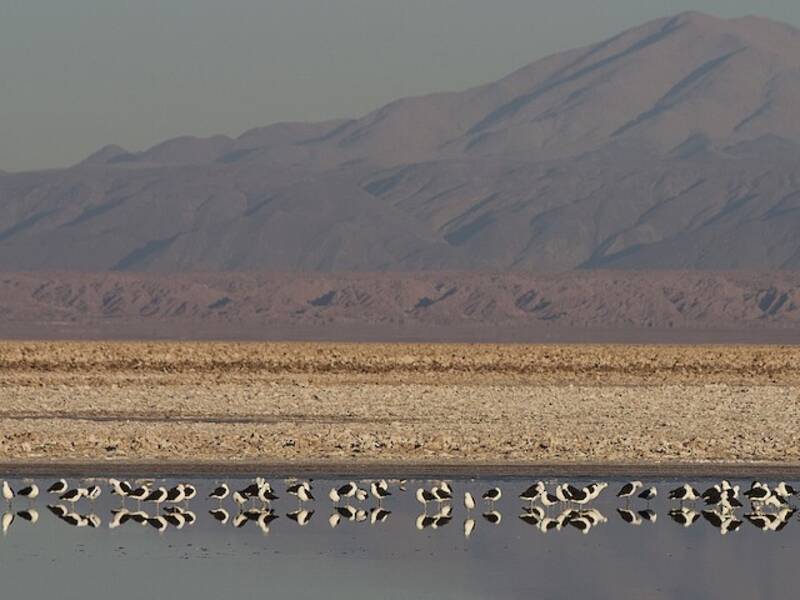 Avocetta andina, Foto 4