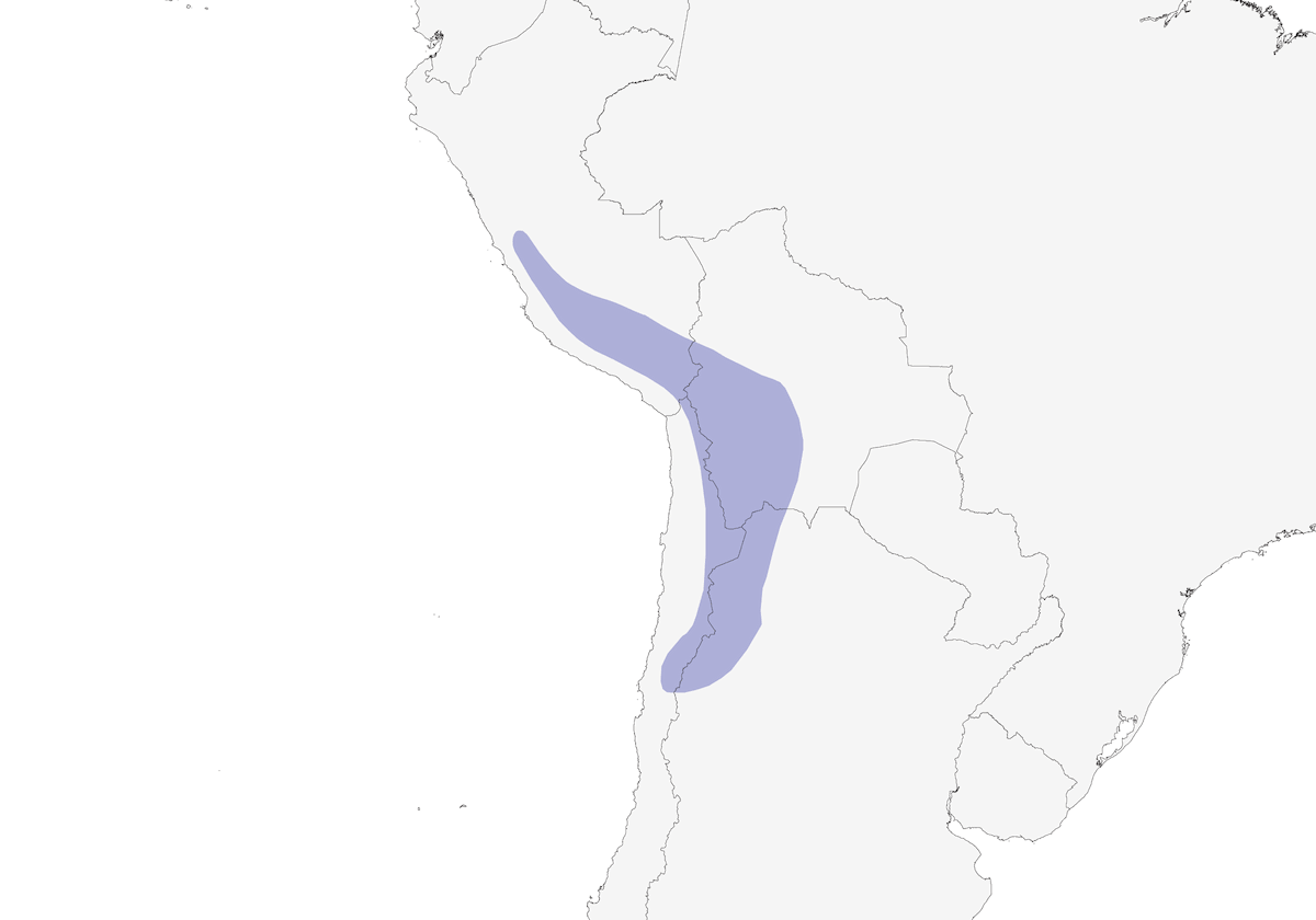 Avocetta andina, Distribuzione 1