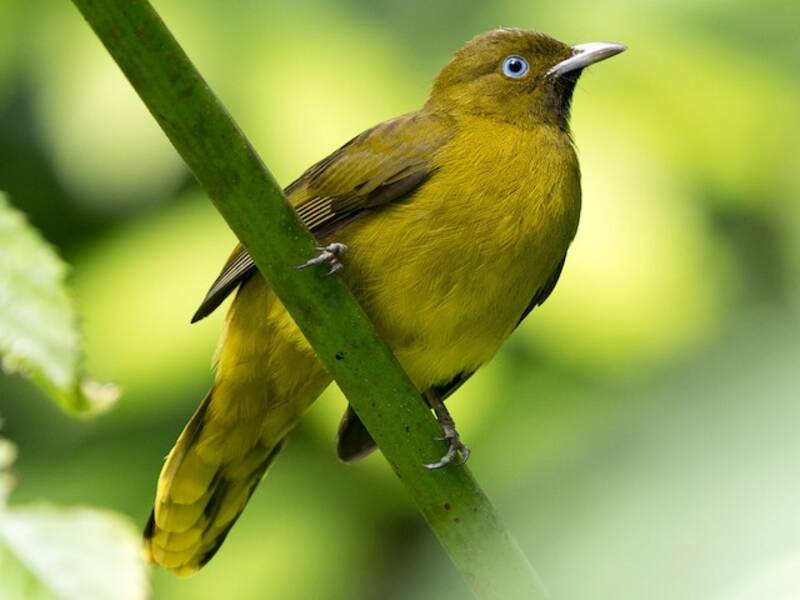 Andamanen-Bulbul, Fotos 3