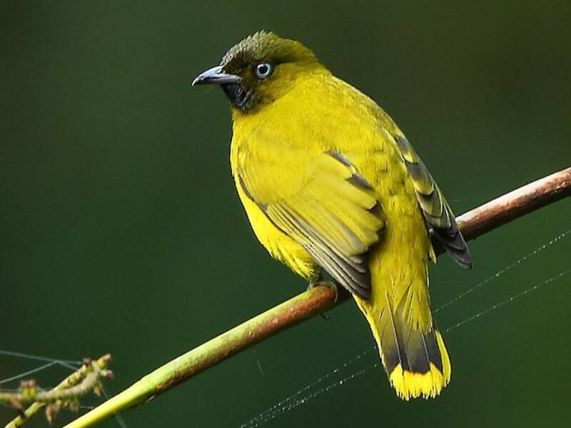 Andamanen-Bulbul, Fotos 2