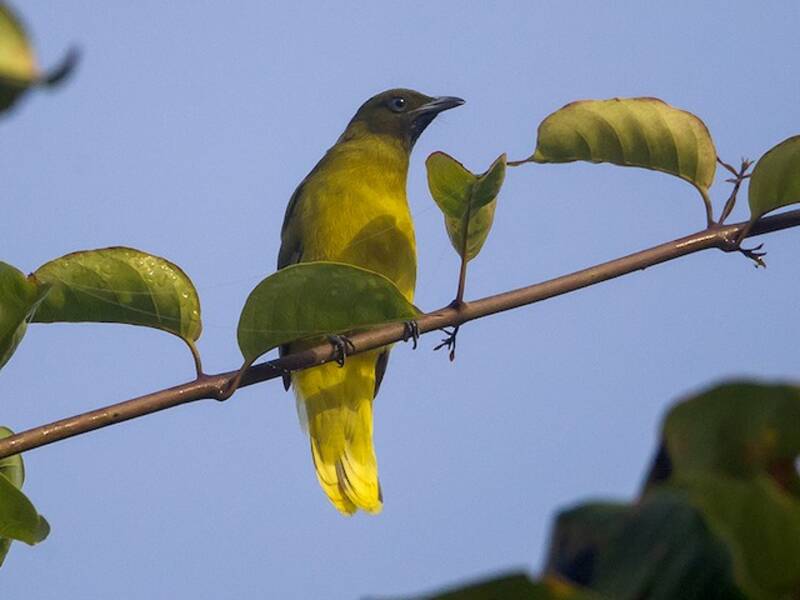 Andamanen-Bulbul