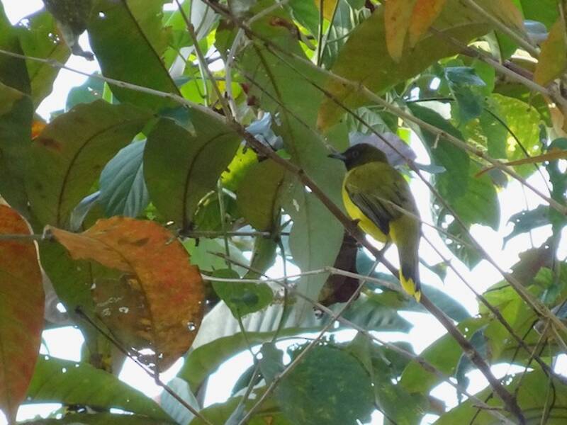 Andamanen-Bulbul, Fotos 4