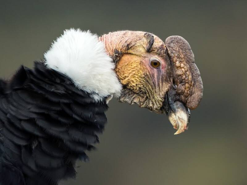 Condor delle Ande, Foto 3