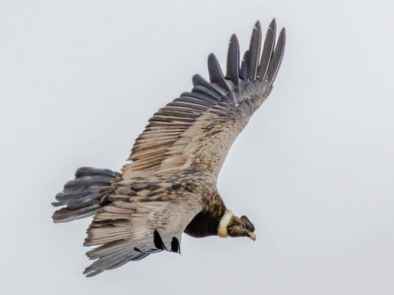 Condor delle Ande, Foto 2