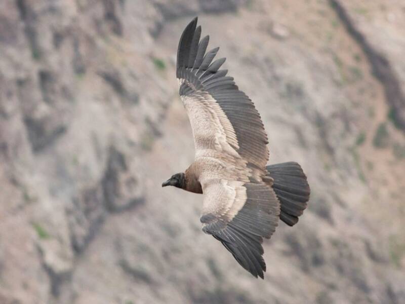 Condor delle Ande, Foto 4