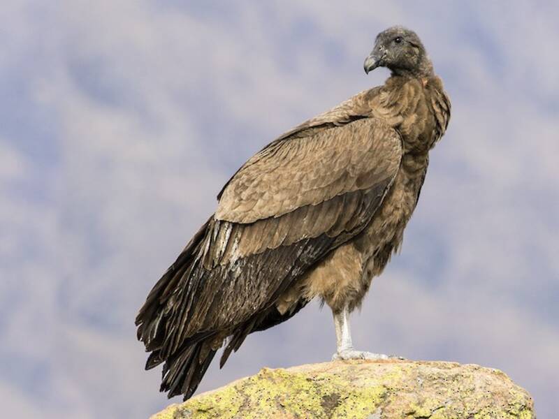 Andean Condor (Vultur gryphus)