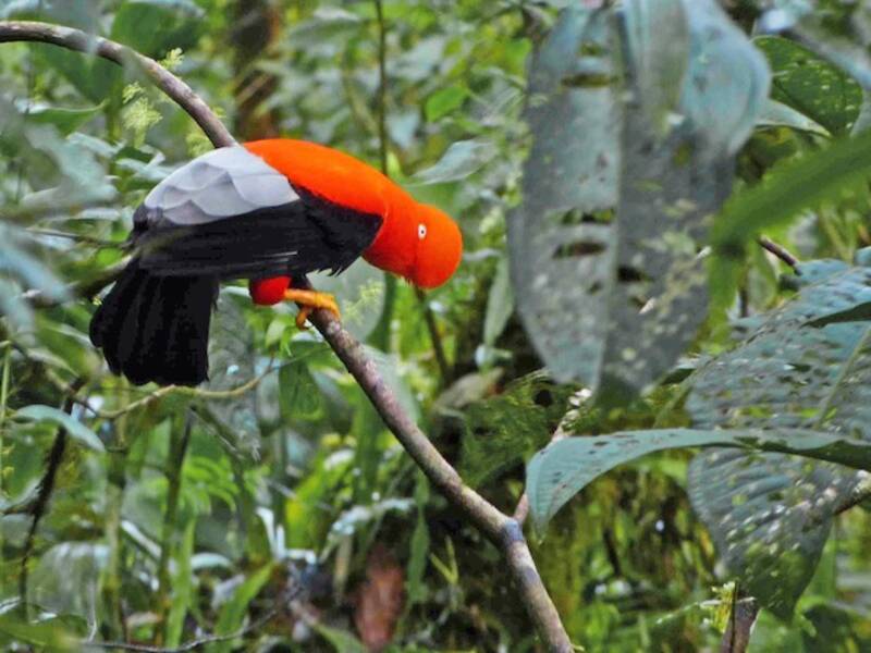 Andean Cock-of-the-rock (Rupicola peruvianus)