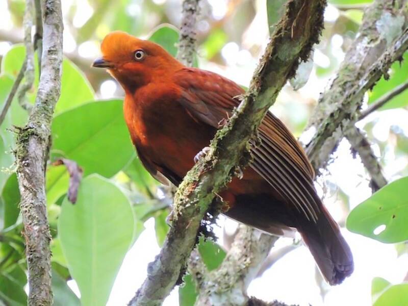 Rupicola andina, Foto 2