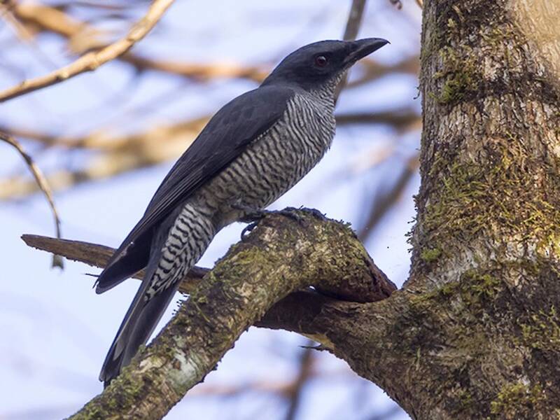 Oruga de Andamán, Fotos 4