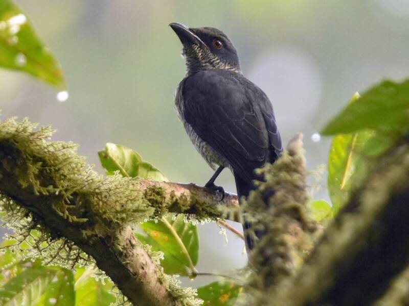 Oruga de Andamán, Fotos 3