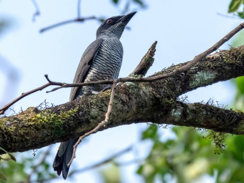 Oruga de Andamán, Fotos 2