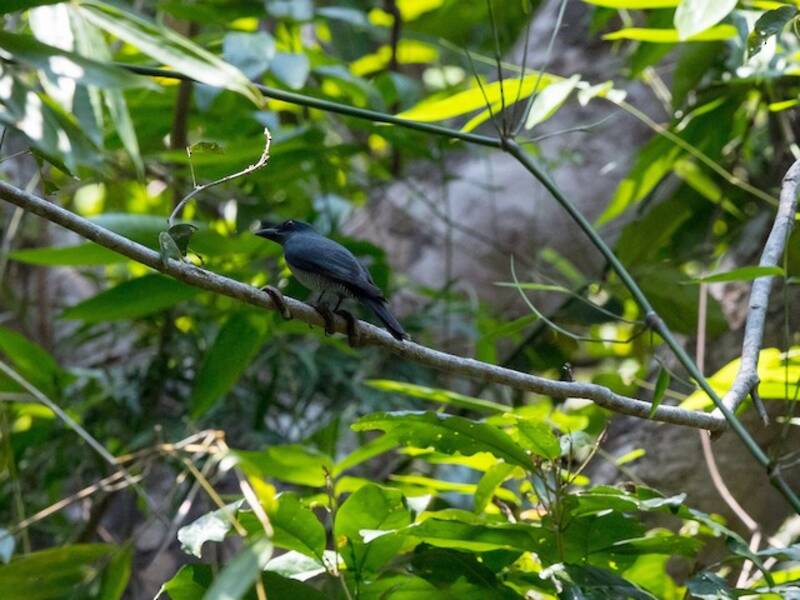 Andaman Cuckooshrike
