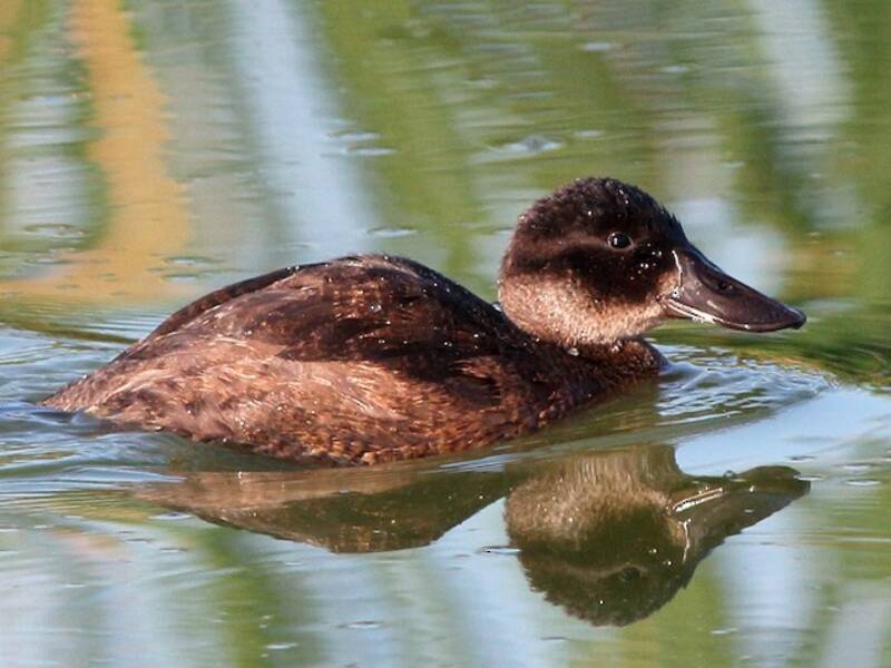 Andean Duck