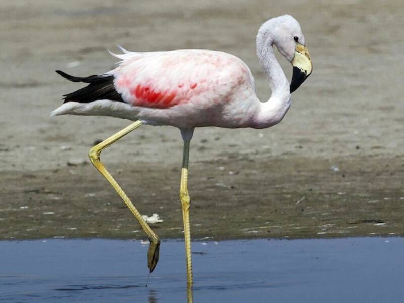 Andean Flamingo (Phoenicoparrus andinus)