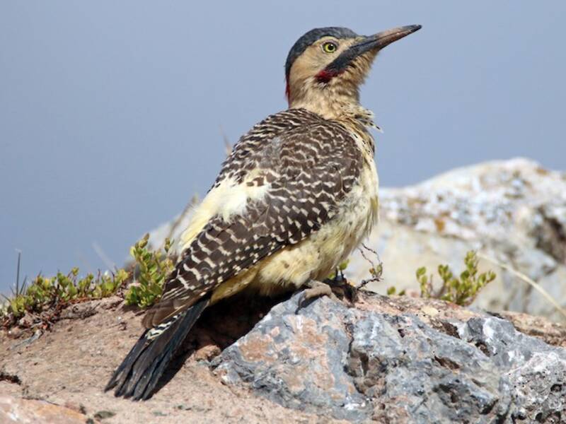 Andean Flicker, Photos 3