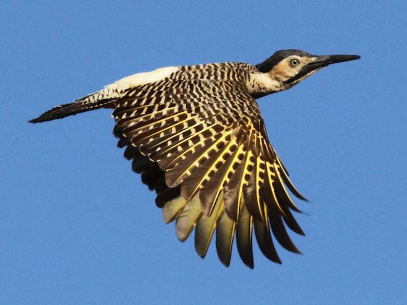 Andean Flicker, Photos 2