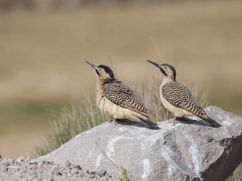 Andean Flicker, Photos 4