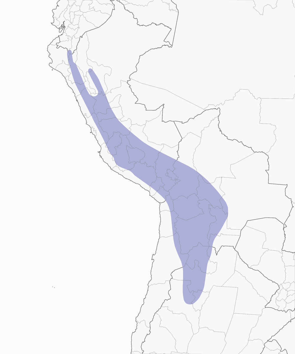 Andean Flicker, Distribution 1