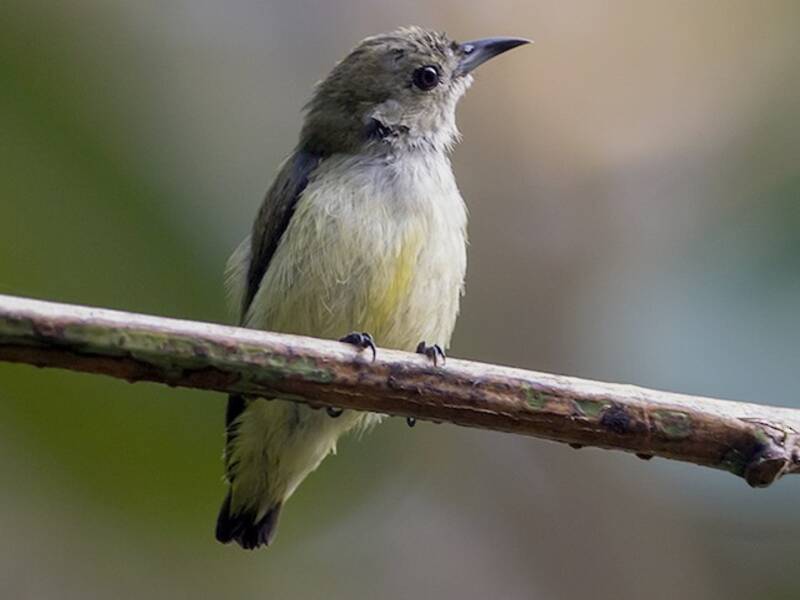 Dicée des Andaman