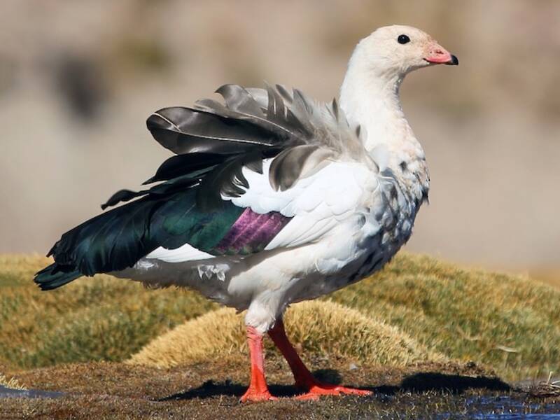 Andean Goose, Photos 4