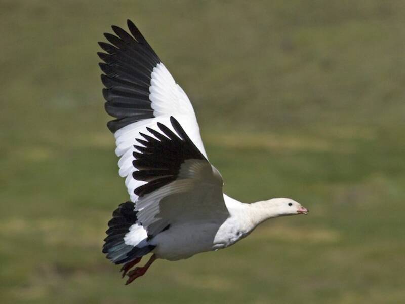 Andean Goose, Photos 3