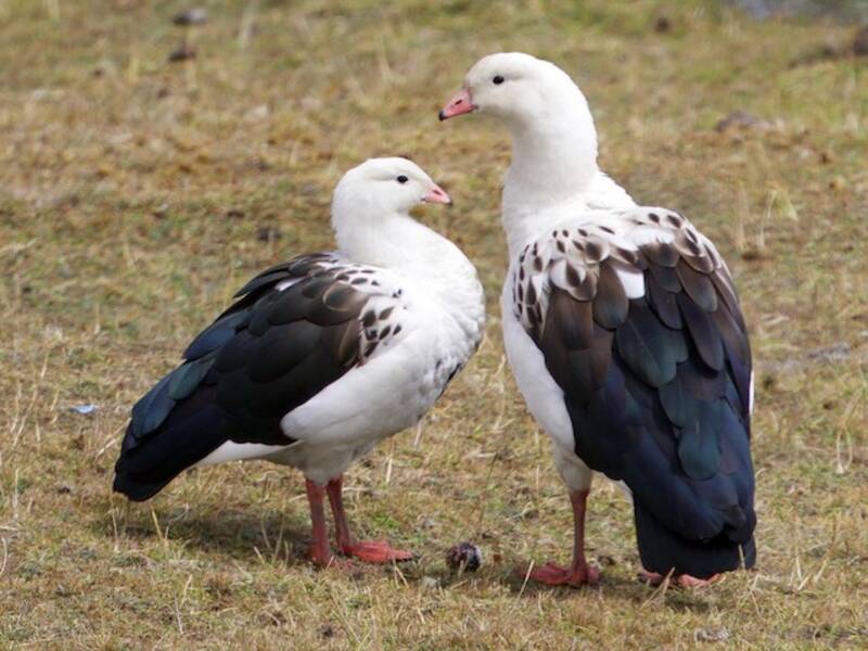 Andean Goose, Photos 2
