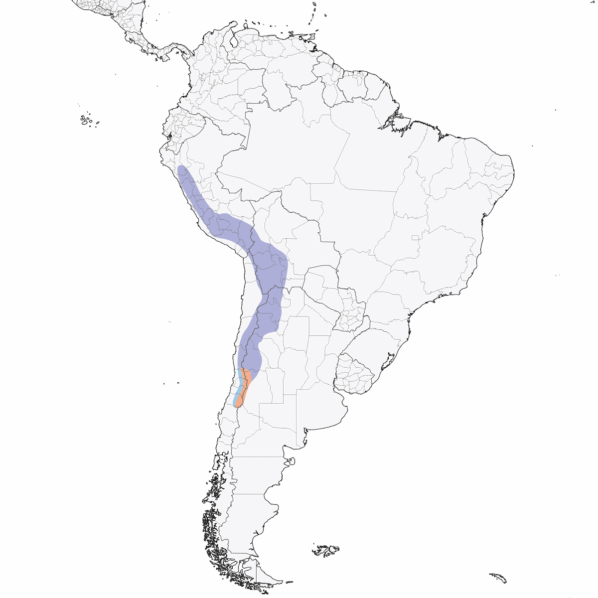 Andean Goose, Distribution 1