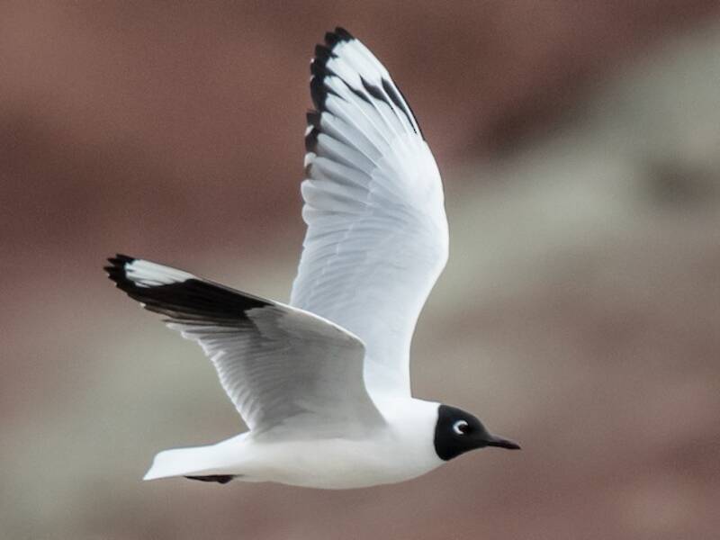 Andean Gull