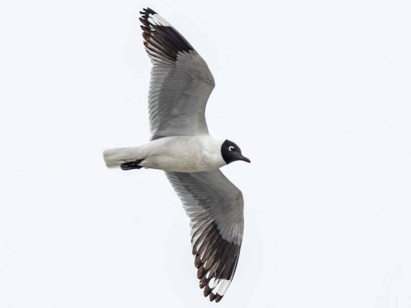 Andean Gull, 照片 3