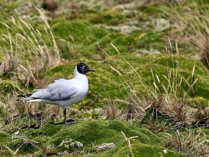 Andean Gull, 照片 4