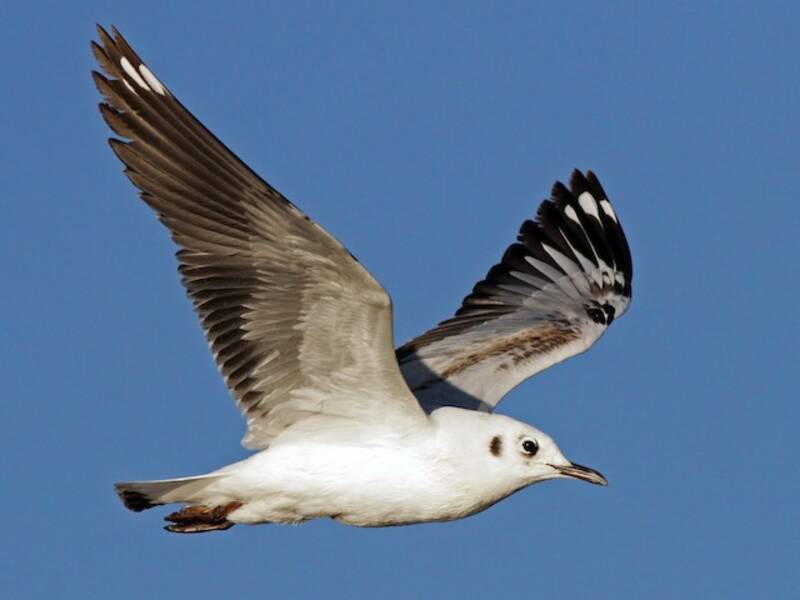 Andean Gull, 照片 2