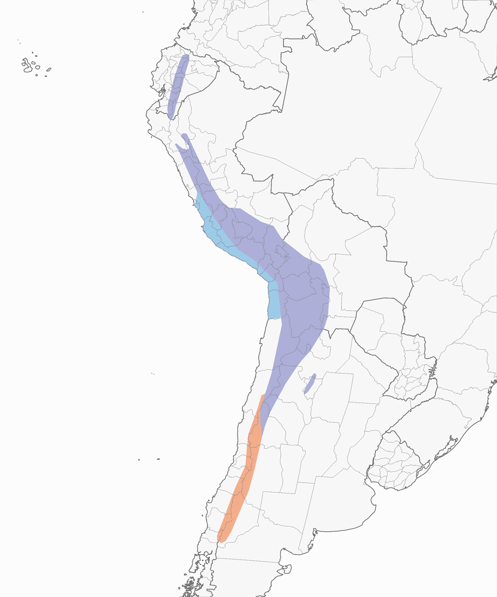 Andean Gull, 分布 1