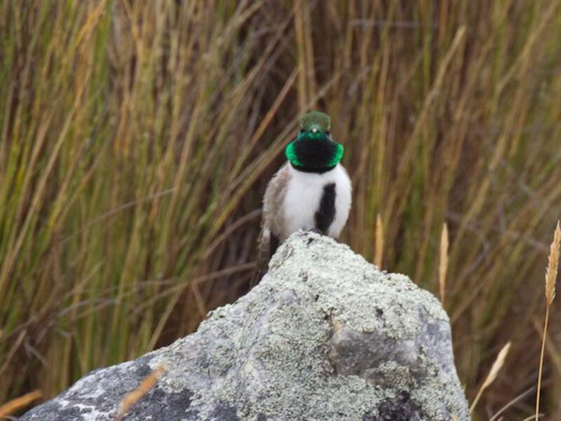 Green-headed Hillstar (Oreotrochilus stolzmanni)