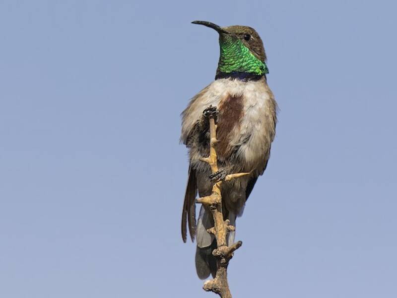 Andean Hillstar, 照片 2