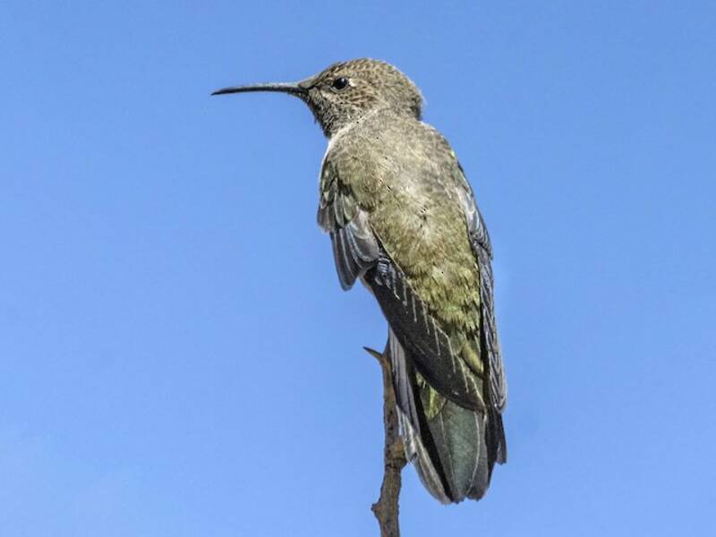 Andean Hillstar, 照片 3