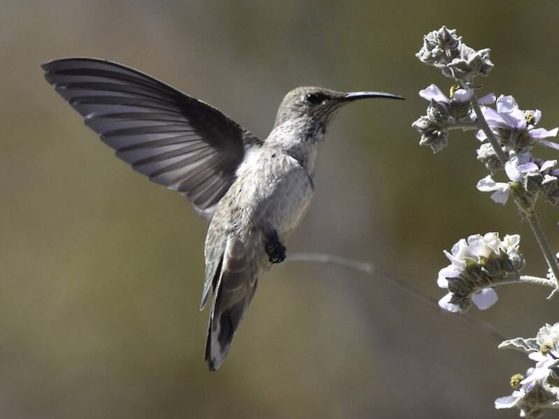 Colibrí estelar andino