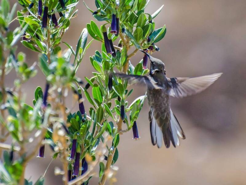Andean Hillstar, 照片 4