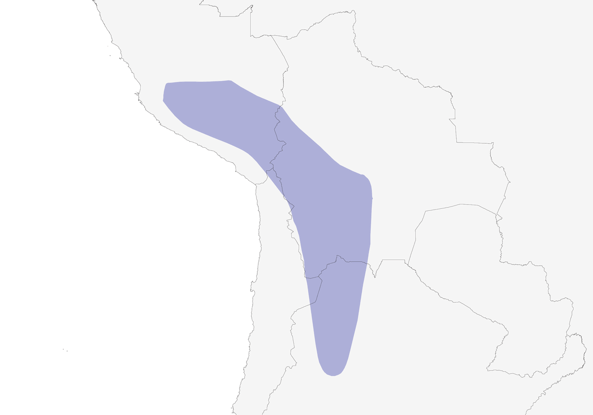 Andean Hillstar, 分布 1