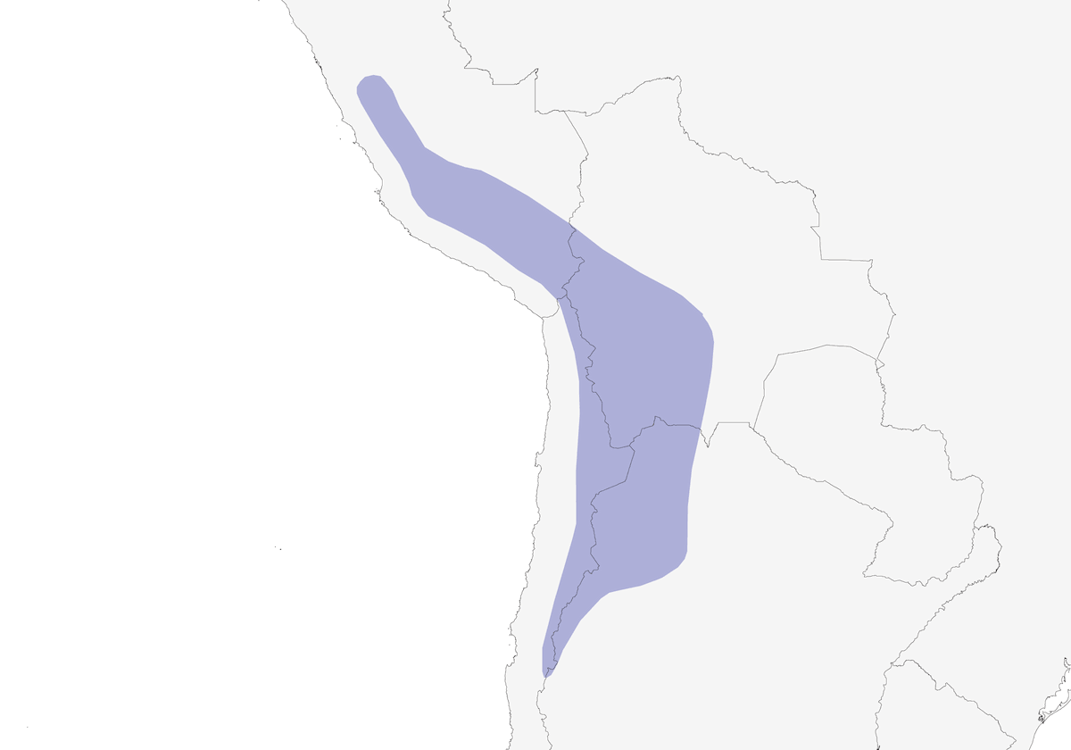 Negrito Andino, Distribución 1