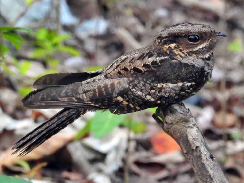 Andaman Nightjar, Photos 4