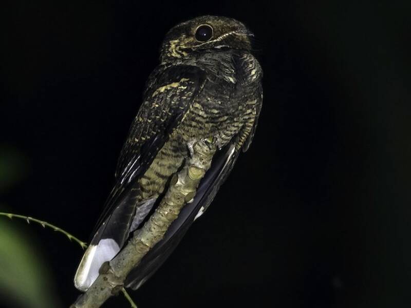Andaman Nightjar, Photos 3