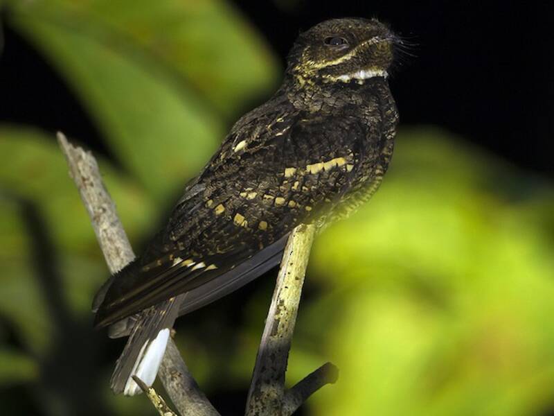 Andaman Nightjar, Photos 2